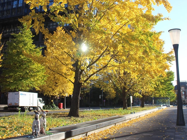 f:id:gino-ig:20201125001834j:plain