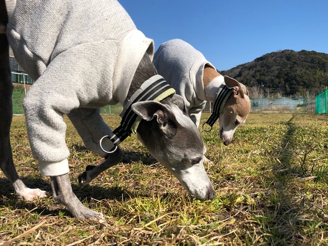 f:id:gino-ig:20210208233709j:plain