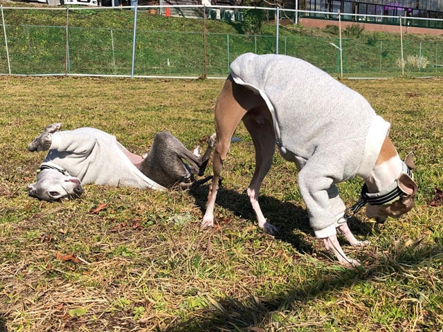 f:id:gino-ig:20210208233759j:plain