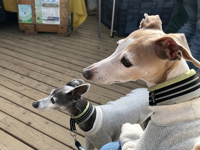 f:id:gino-ig:20210208233847j:plain