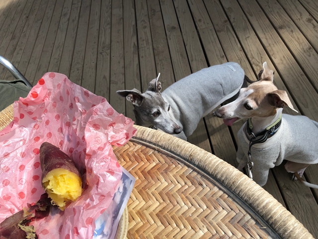 f:id:gino-ig:20210208233921j:plain