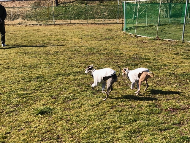 f:id:gino-ig:20210208234105j:plain