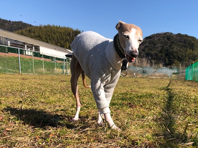 f:id:gino-ig:20210208234220j:plain