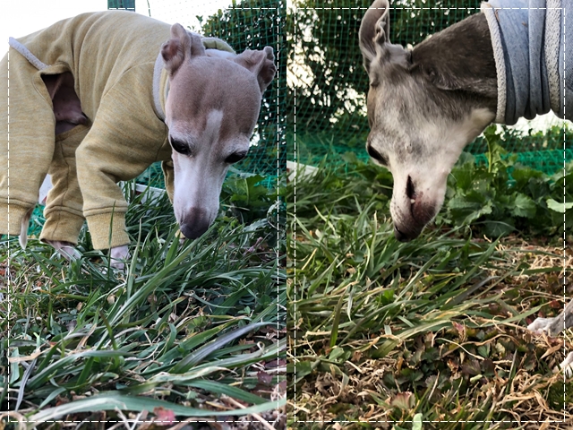 f:id:gino-ig:20210213225902j:plain