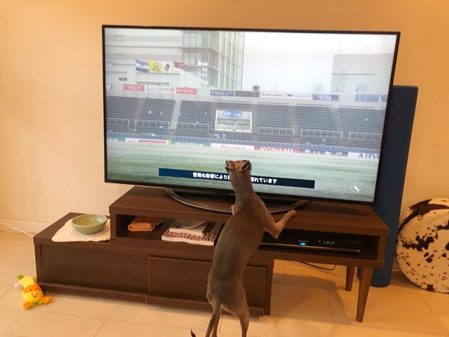 f:id:gino-ig:20210315230427j:plain