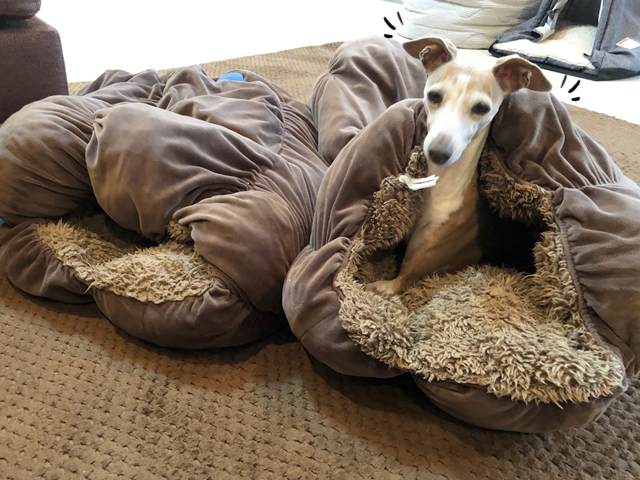 f:id:gino-ig:20210315230529j:plain