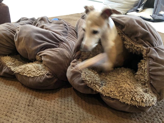 f:id:gino-ig:20210315230601j:plain