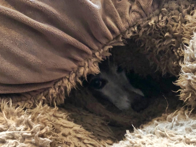 f:id:gino-ig:20210315230713j:plain