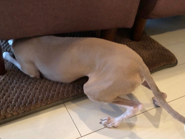 f:id:gino-ig:20210315230829j:plain