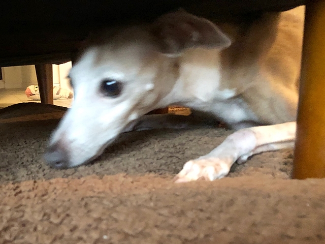 f:id:gino-ig:20210315230902j:plain