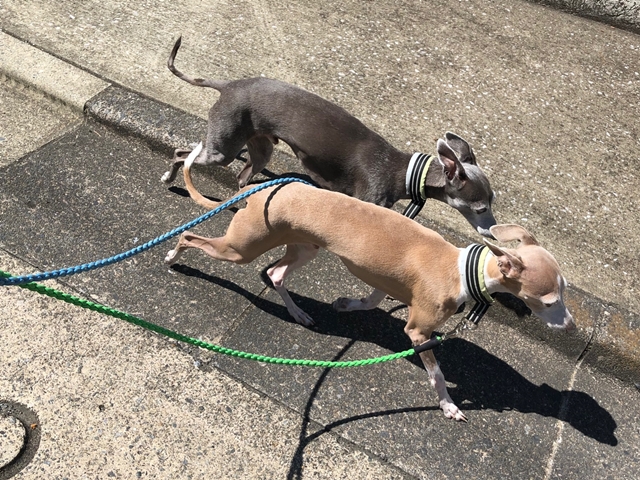 f:id:gino-ig:20210317231529j:plain