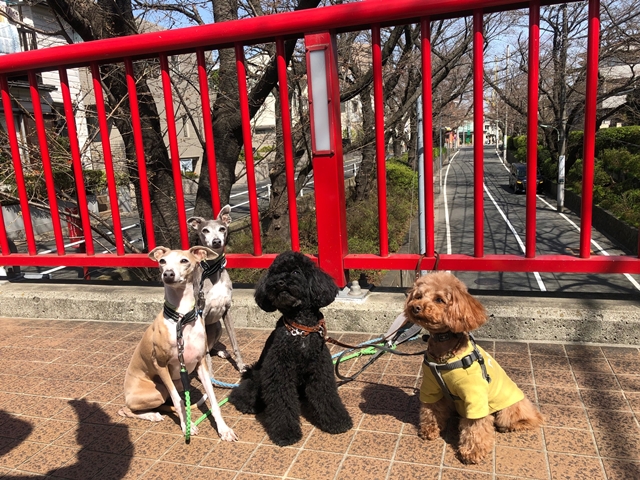 f:id:gino-ig:20210317231753j:plain