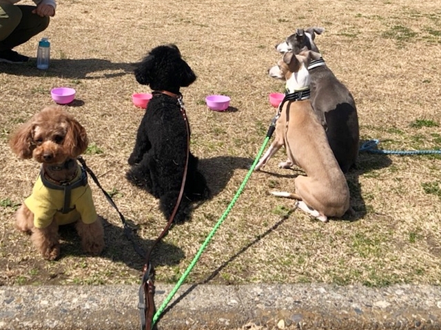 f:id:gino-ig:20210317231950j:plain