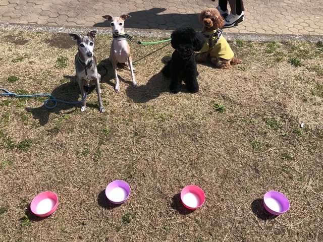 f:id:gino-ig:20210317232103j:plain