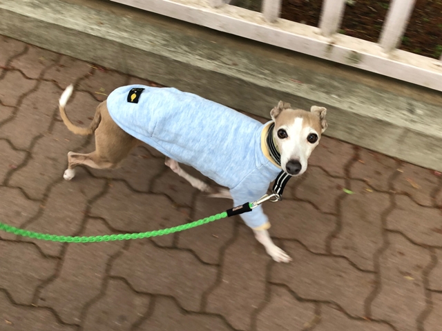 f:id:gino-ig:20210418021621j:plain