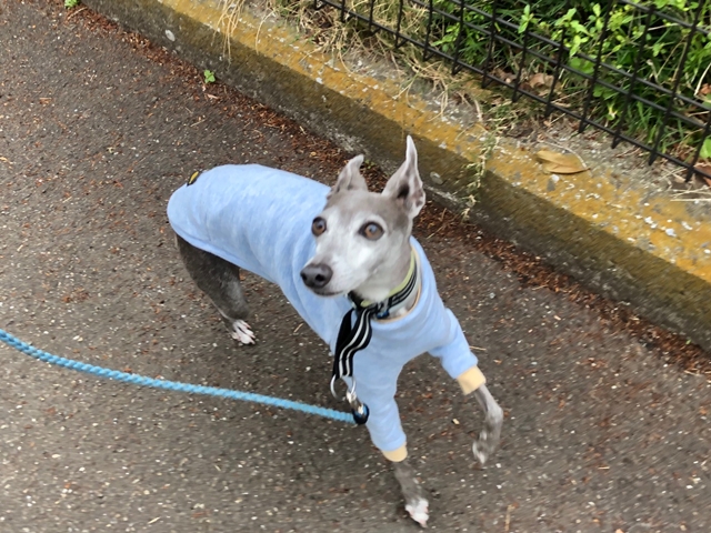 f:id:gino-ig:20210418021649j:plain