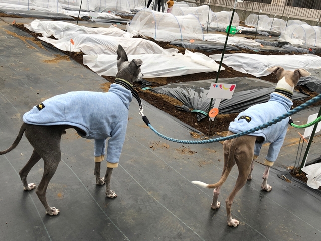 f:id:gino-ig:20210418021738j:plain