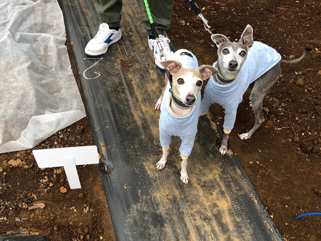 f:id:gino-ig:20210418021934j:plain