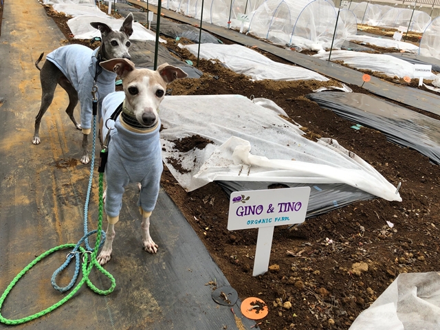 f:id:gino-ig:20210418022040j:plain