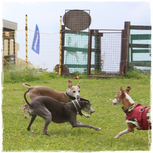 f:id:gino-ig:20210627224210j:plain