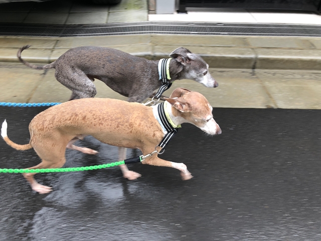 f:id:gino-ig:20210714001315j:plain