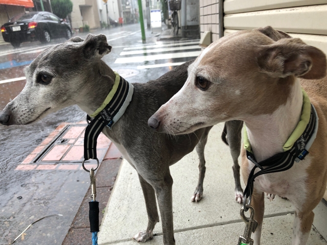 f:id:gino-ig:20210714001603j:plain