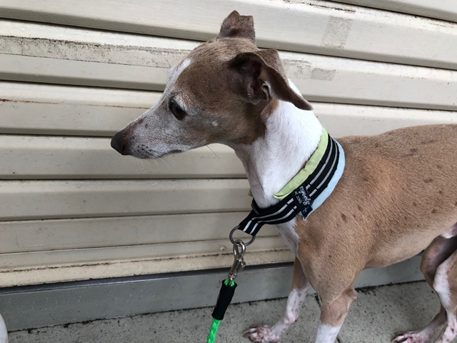 f:id:gino-ig:20210714001938j:plain