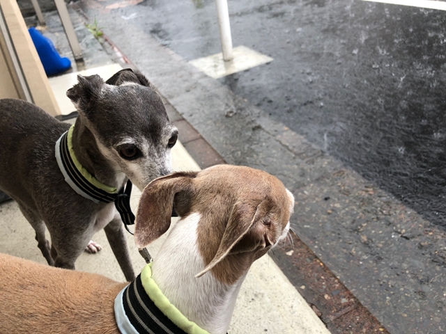 f:id:gino-ig:20210714002141j:plain