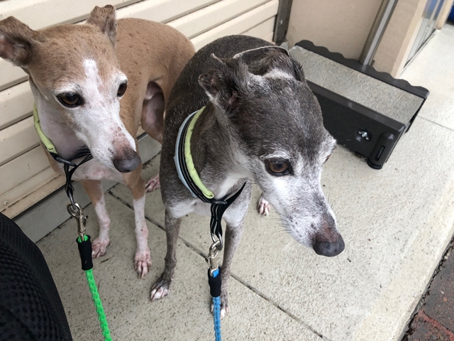 f:id:gino-ig:20210714002443j:plain