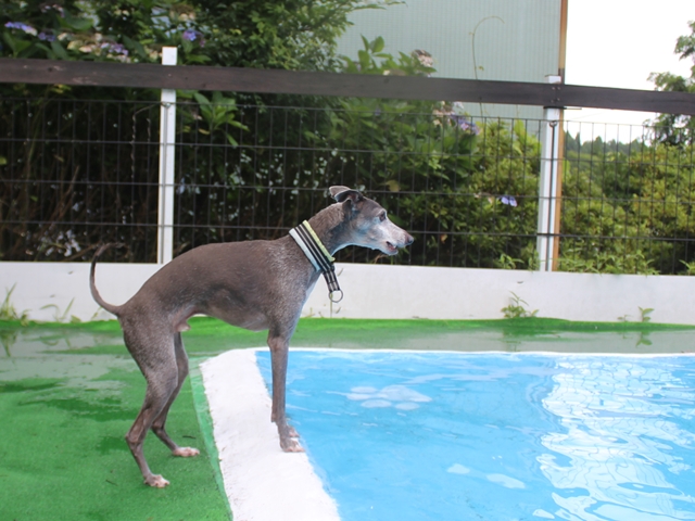 f:id:gino-ig:20210718233057j:plain