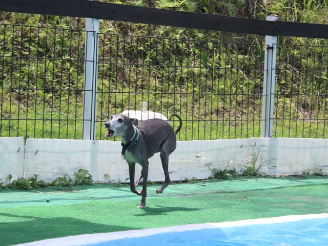 f:id:gino-ig:20210718233154j:plain