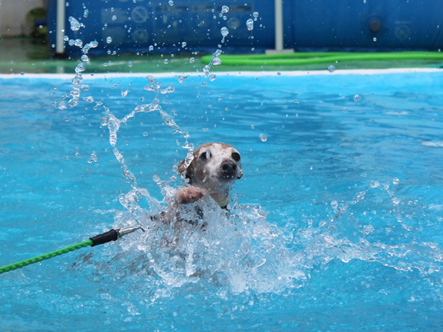 f:id:gino-ig:20210718233426j:plain