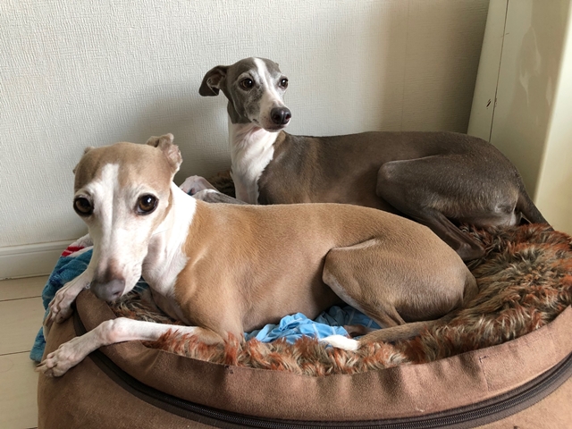 f:id:gino-ig:20210730001206j:plain