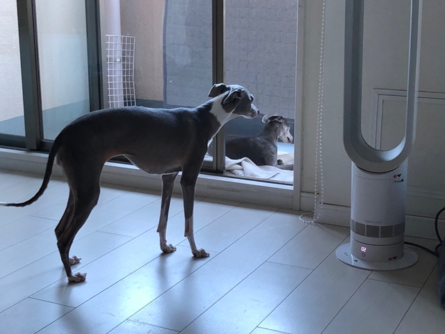 f:id:gino-ig:20210730001304j:plain