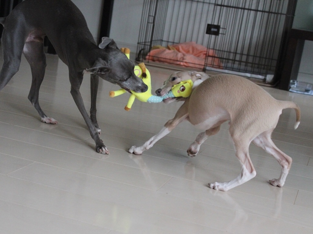 f:id:gino-ig:20210731235509j:plain