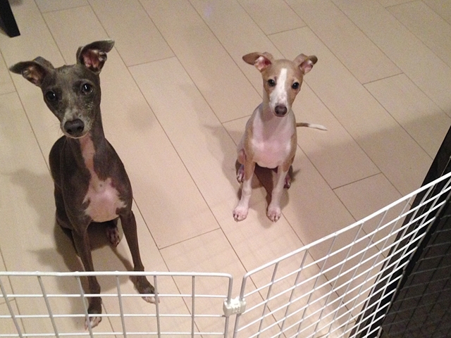 f:id:gino-ig:20210801000345j:plain