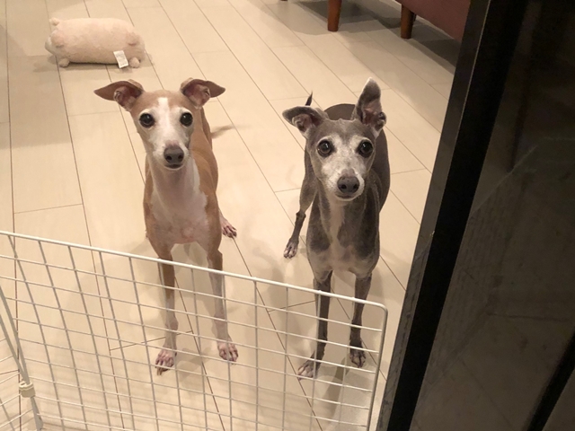 f:id:gino-ig:20210801000452j:plain