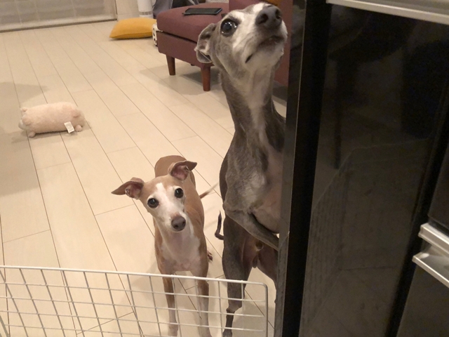 f:id:gino-ig:20210801000710j:plain