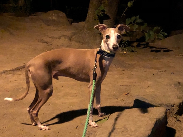 f:id:gino-ig:20210801002321j:plain