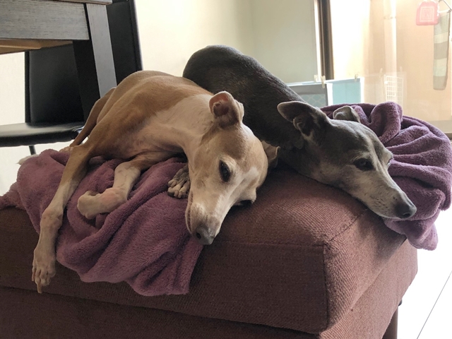 f:id:gino-ig:20210801004128j:plain