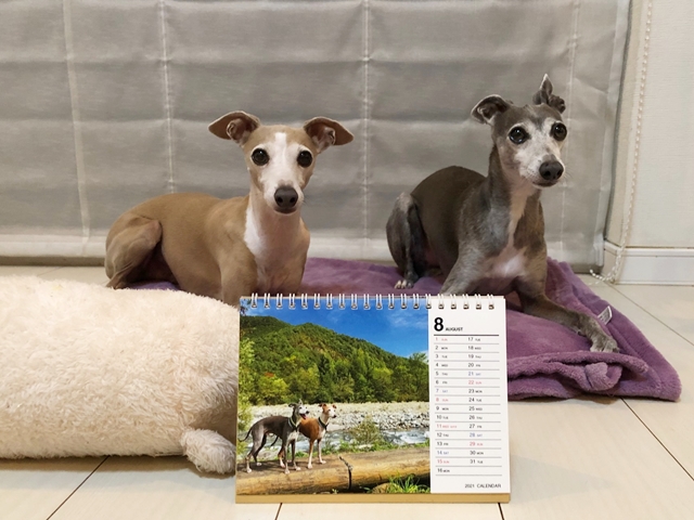 f:id:gino-ig:20210801223306j:plain