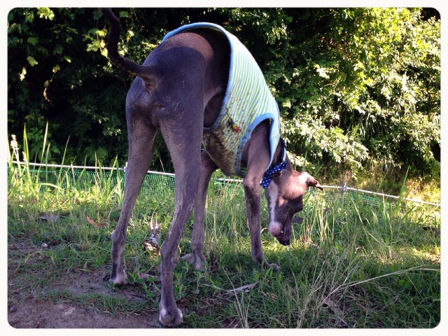 f:id:gino-ig:20210820230708j:plain