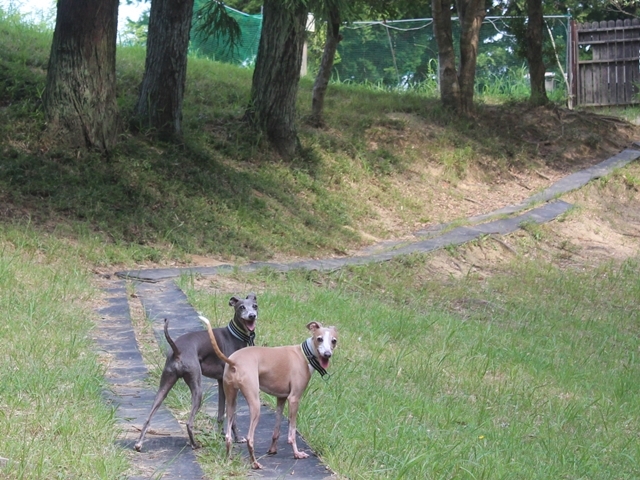 f:id:gino-ig:20210820235108j:plain