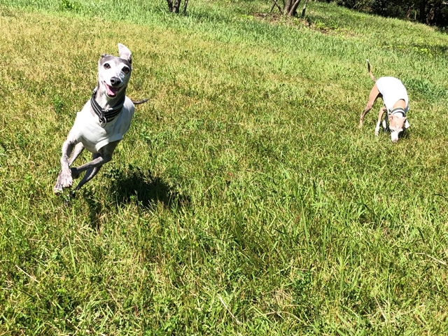 f:id:gino-ig:20210922004245j:plain