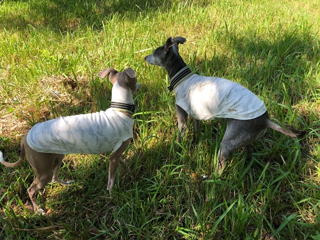 f:id:gino-ig:20210922004425j:plain