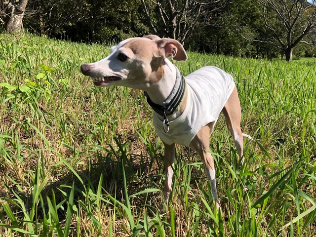 f:id:gino-ig:20210922004507j:plain