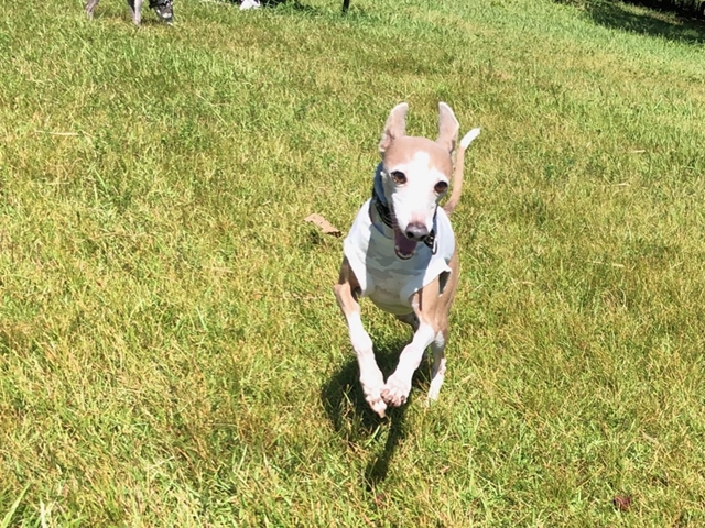 f:id:gino-ig:20210922004636j:plain