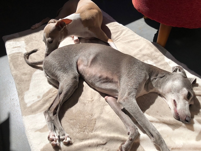 f:id:gino-ig:20210922004810j:plain