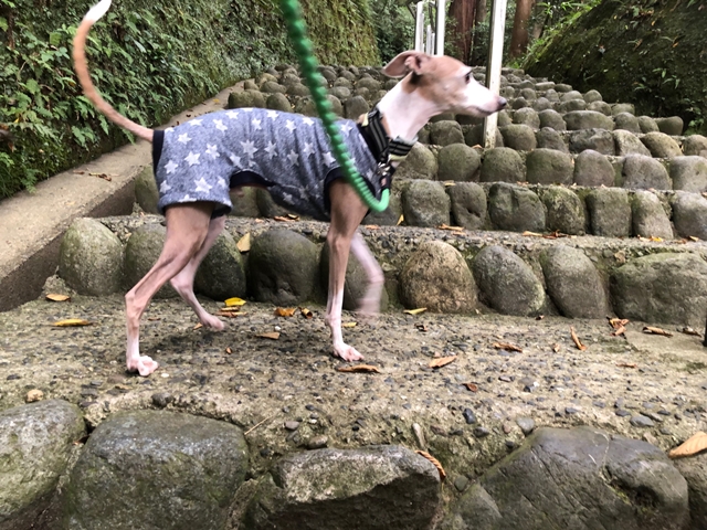 f:id:gino-ig:20210928234136j:plain