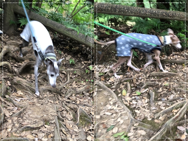 f:id:gino-ig:20210928235003j:plain